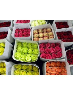 ROSA EQUADOR 50/60CM