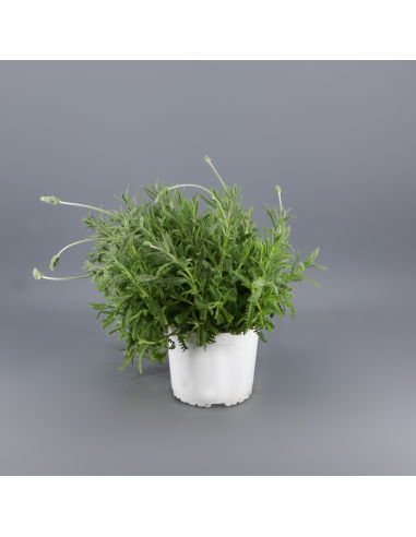 LAVANDA