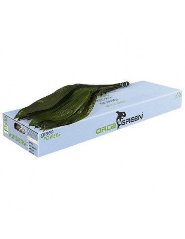 Aspidistra Orca 70cm Caixa