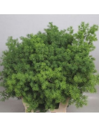Aspargus Umbelatus M10- MLH