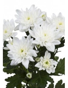 CHR EURO BRANCO X5