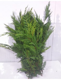 CEDRO PINHEIRO