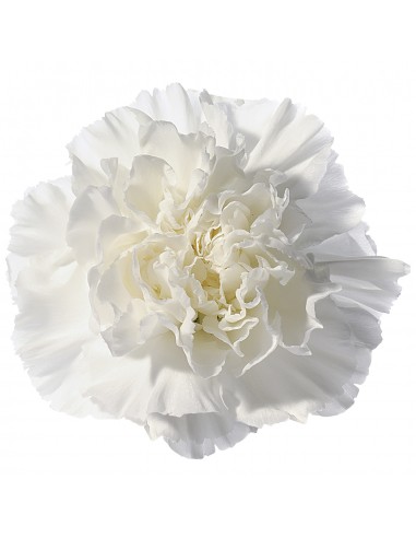 CRAVO BRANCO