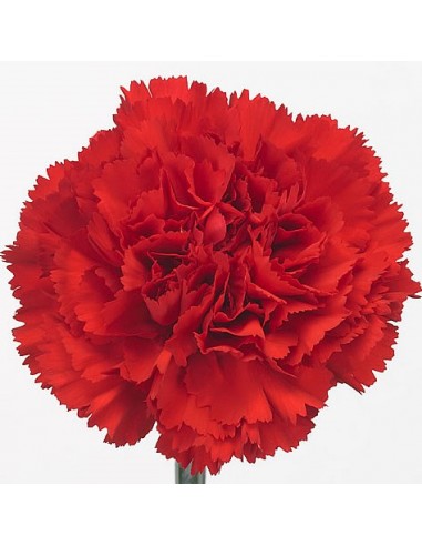 CRAVO VERMELHO