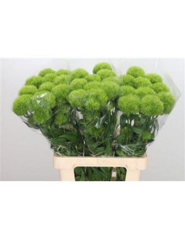 Green Tick 50cm