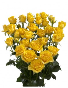 Rosa Spray AMARELA