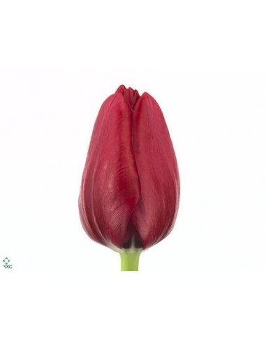 Tulipa VERMELHA (M10)