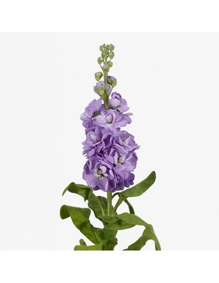 Mathiola LILAS HOLANDA