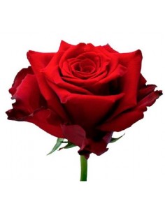 Rosa Equador Explorer 50/60cm 2