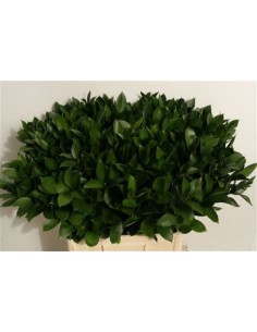 Ruscus 2