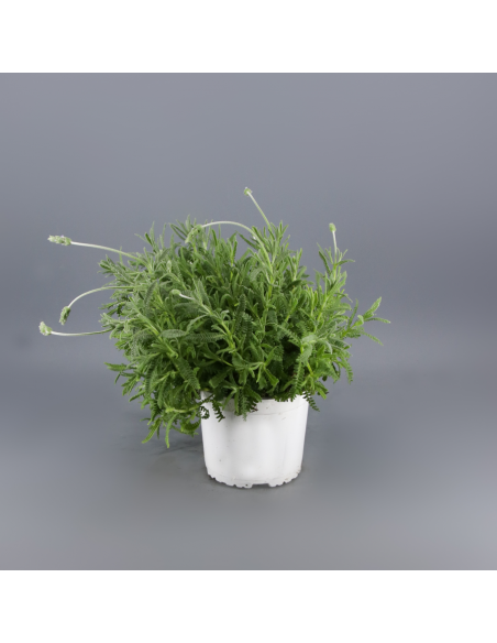 LAVANDA