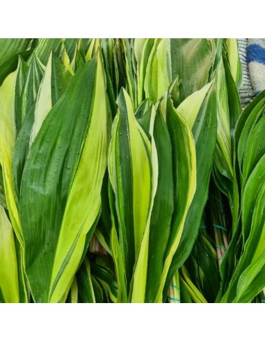 Aspidistra MATIZADA
