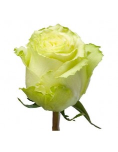 Rosa Equador LEMONADE 50/60cm