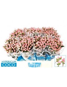 HYPERICUM ROSA 2