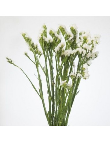 STATICE BRANCO