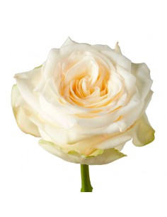Rosa EquadorCANDLELIGHT 50
